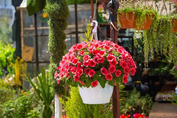 Cost of Hanging Planter Installation in Denver