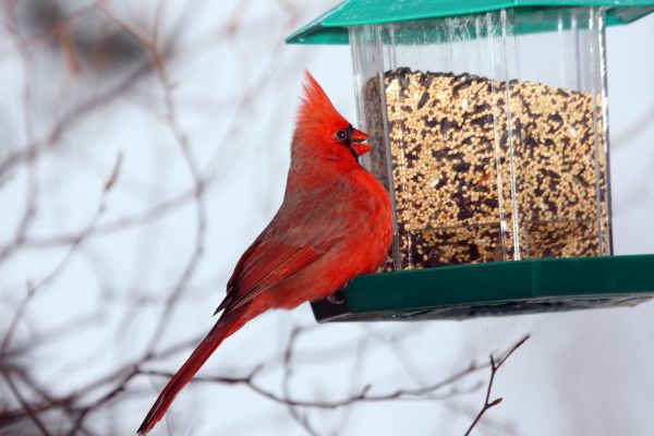 Cost of Bird Feeder Hanging in Denver